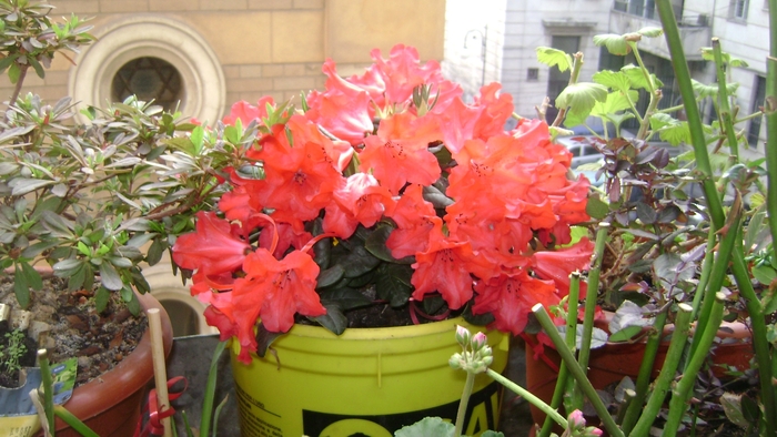 RODODENDRON