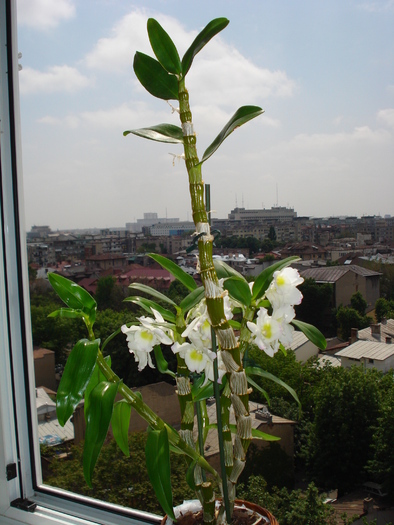 DENDROBIUM NOBILE