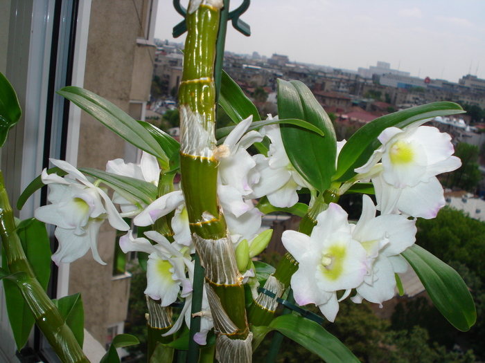 DENDROBIUM NOBILE