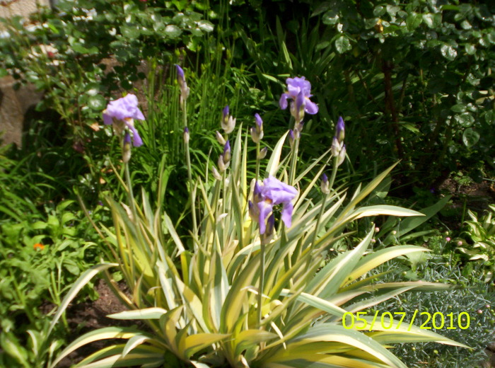 100_2613 - IRIS