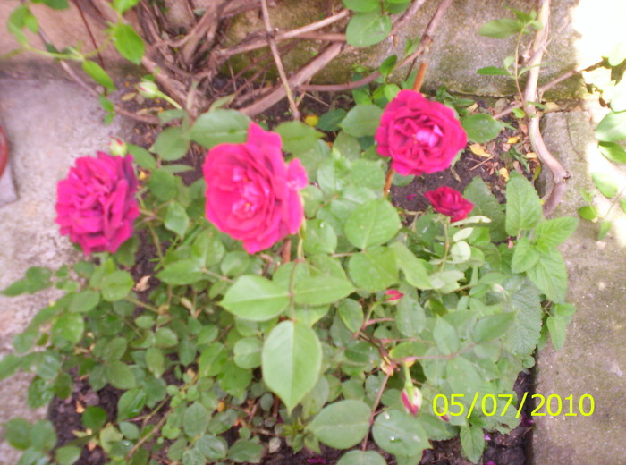 trandafiri bordo - trandafiri