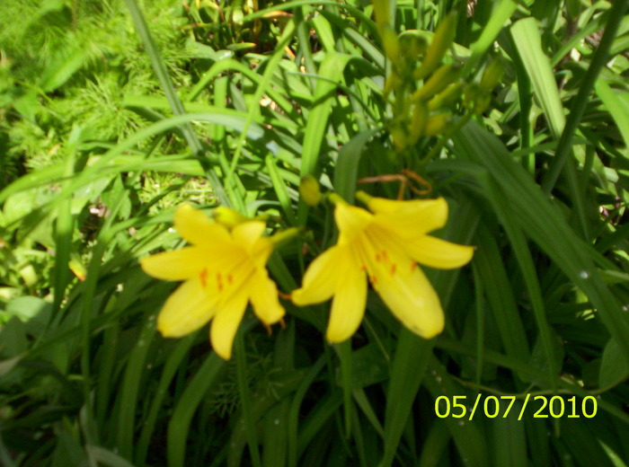 Hemerocallisii - CRIN-hemerocallis