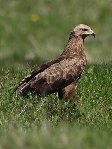 aquila-pomarina