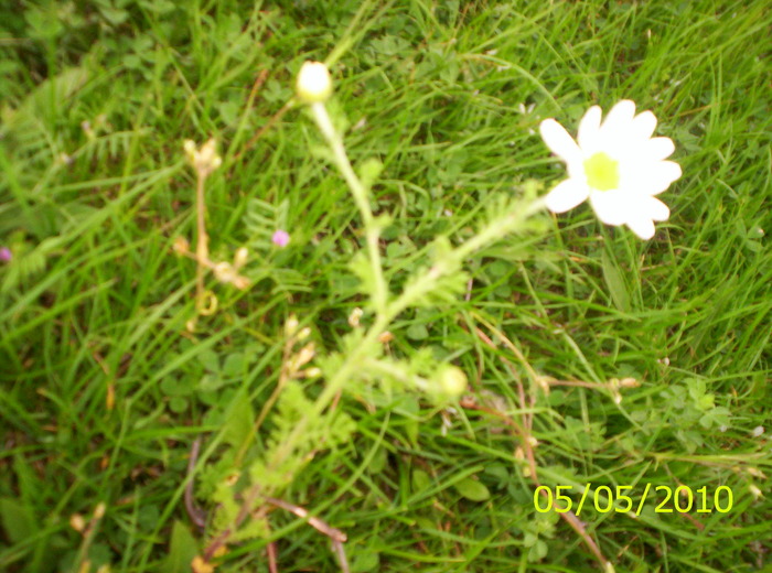 100_2593 - flori de camp