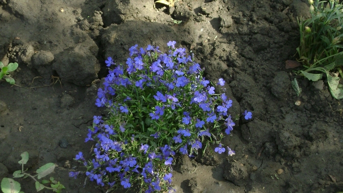 LOBELIA - GRADINA DE FLORI 2009