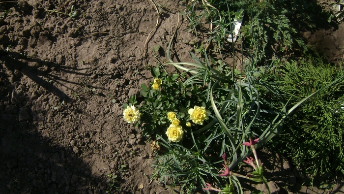 TRANDAFIR PITIC GALBEN - GRADINA DE FLORI 2009