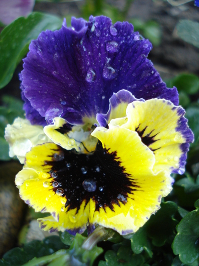 Frizzle Sizzle pansy, 02may2010 - Frizzle Sizzle pansy