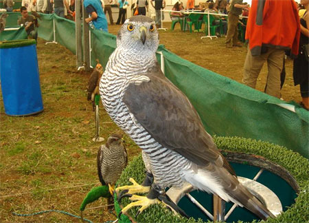 ACCIPITER GENTILIS