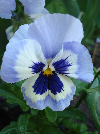 Mariposa Marina pansy, 02may2010 - Marina Mariposa pansy