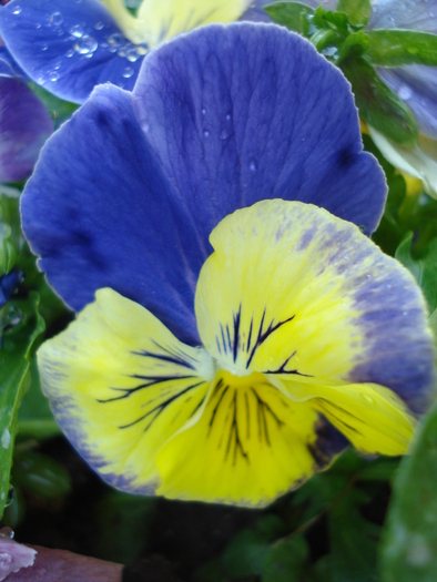 Matrix Morpheus pansy, 02may2010 Matrix Morpheus pansy, 02may2010