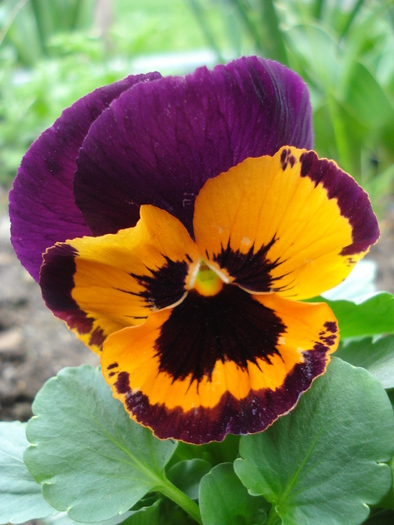 Orange Queen pansy, 24apr2010