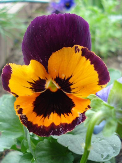 Orange Queen pansy, 25apr2010 - Orange Queen pansy