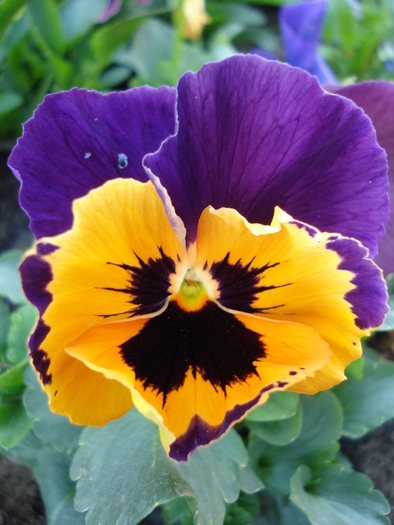 Orange Queen pansy, 01may2010