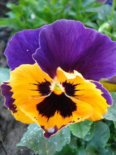 Orange Queen pansy, 02may2010 - Orange Queen pansy