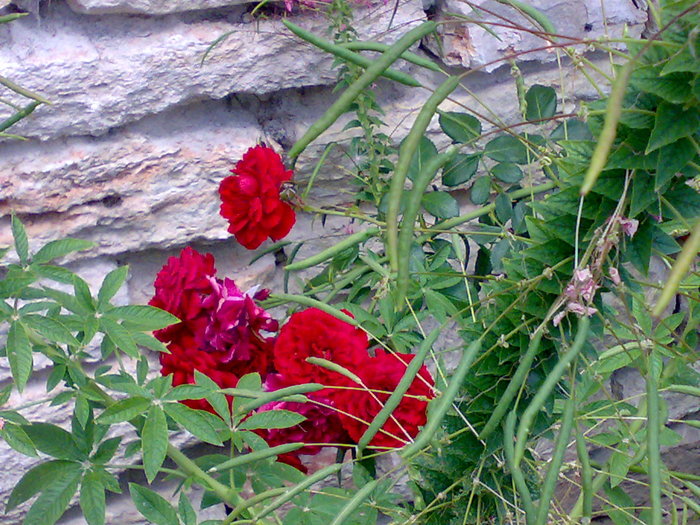 05082007528 - Balchik Bulgaria