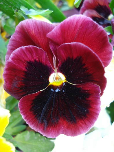 Swiss Giant Red pansy, 02may2010