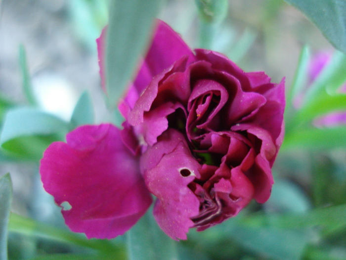 Dianthus x Allwoodii (2010, May 02)