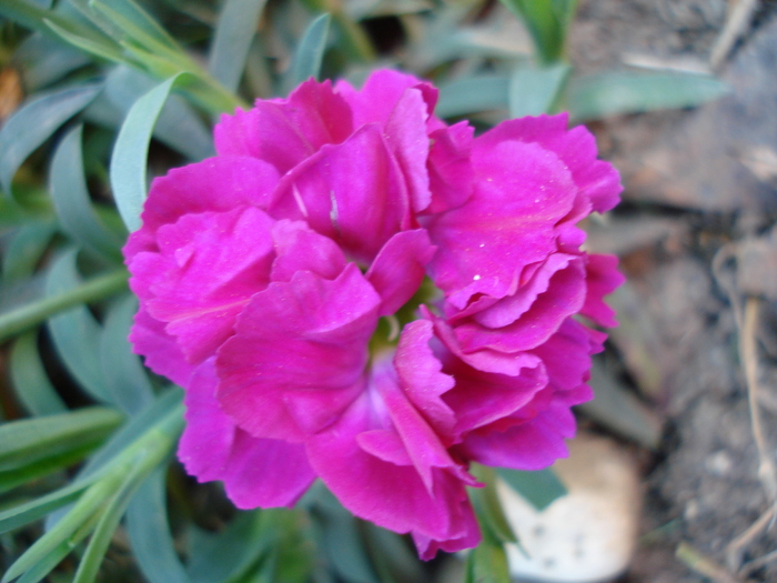 Dianthus x Allwoodii (2010, May 03) - Dianthus x Allwoodii