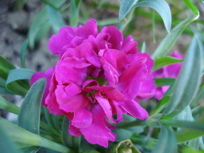 Dianthus x Allwoodii (2010, May 03) - Dianthus x Allwoodii