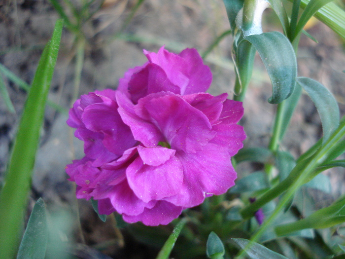 Dianthus x Allwoodii (2010, May 03) - Dianthus x Allwoodii