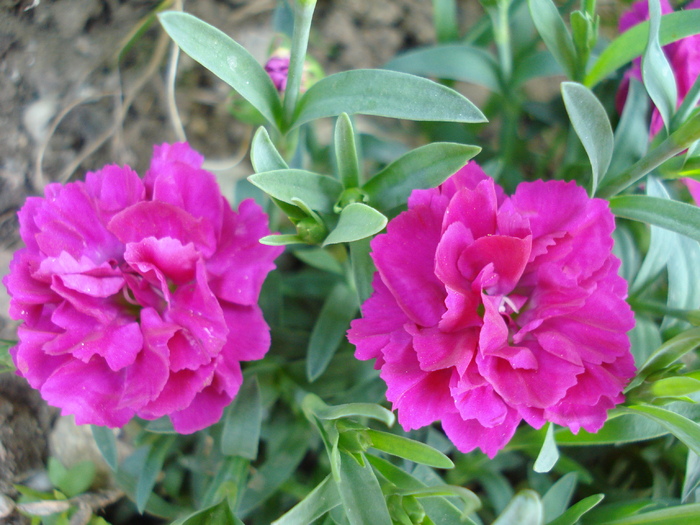 Dianthus x Allwoodii (2010, May 05)