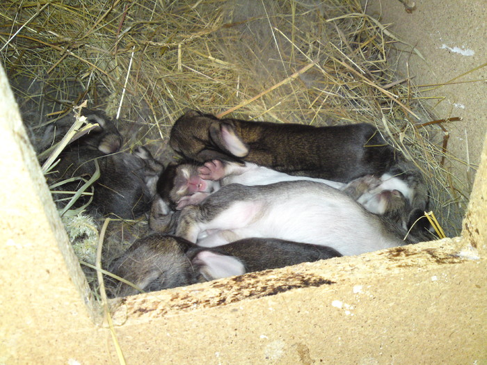 ABCD0007 - iepurii urias belgian puiet in cuib