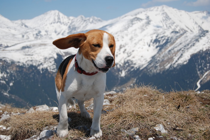 DSC_0829_2132 - CATEUL BEAGLE PE MUNTE