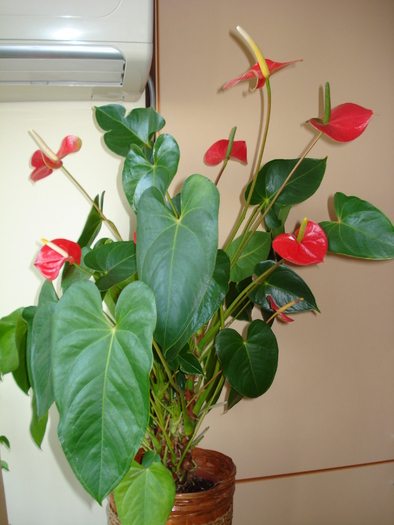 ANTHURIUM