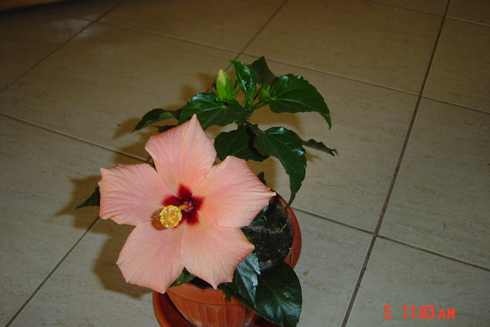 New Folder 2 059 - 09-2012-HIBISCUS