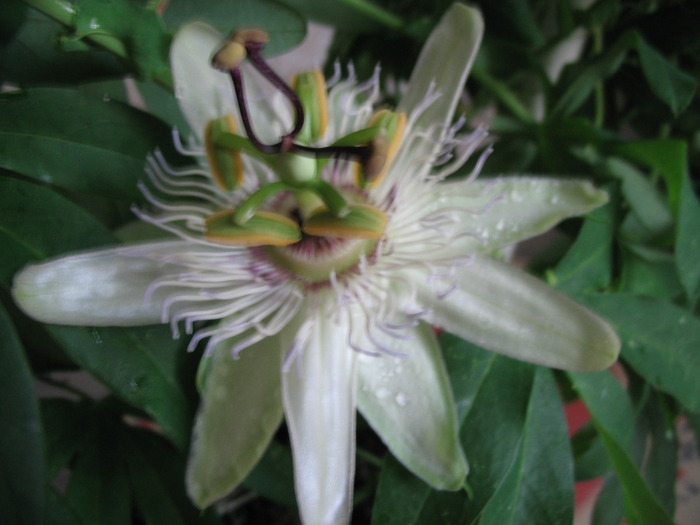 IMG_0409 - passiflora