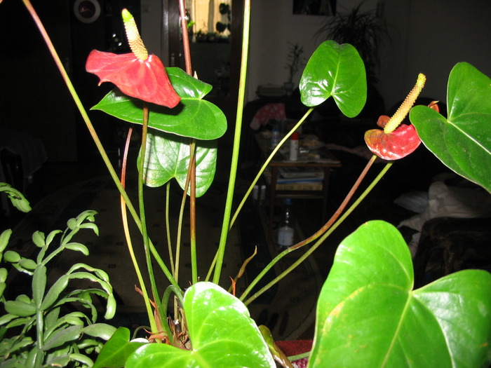  - anthurium