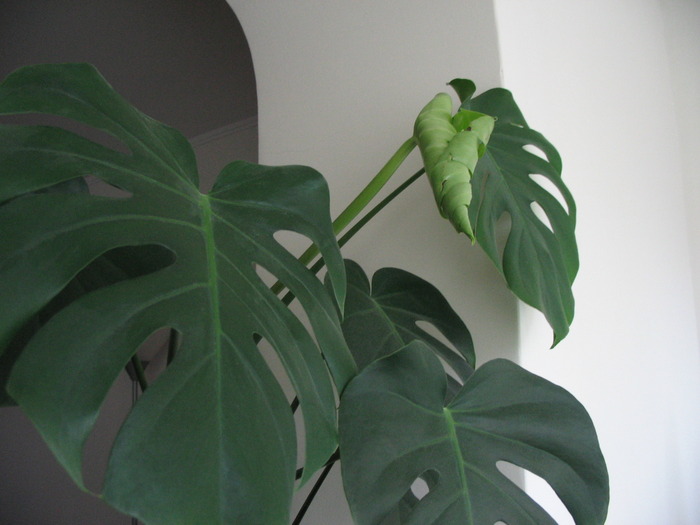 IMG_0587 - monstera