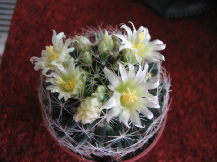 IMG_0596 - cactusi
