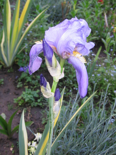 Iris - Flori de gradina