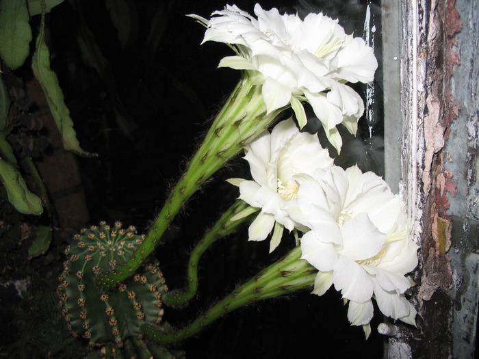 IMG_0792 - cactusi