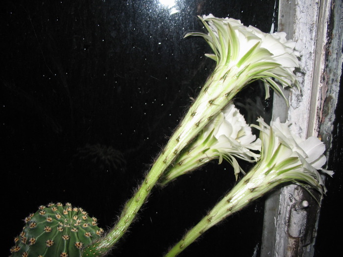 IMG_0793 - cactusi