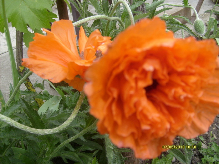 S6303484 - gradina mea 2010