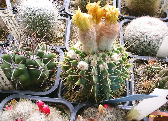 Notocactus buiningii HU90,Rivera , Uruguai - cactusi -nu le mai am