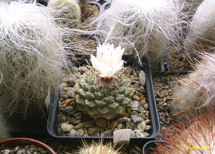 Strombocactus disciformis - cactusi -nu le mai am