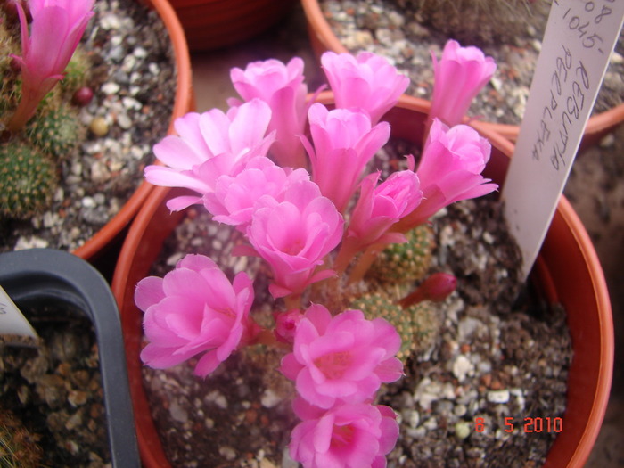 DSC08001