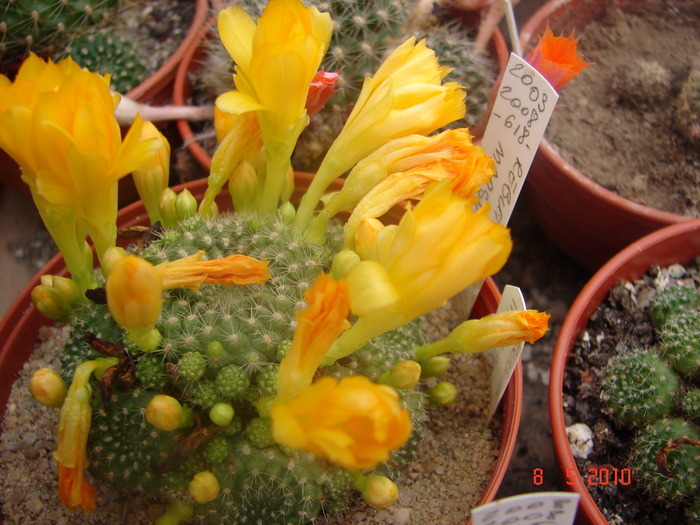 DSC08002