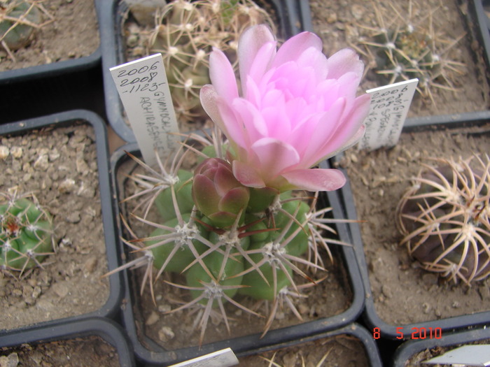 DSC08007
