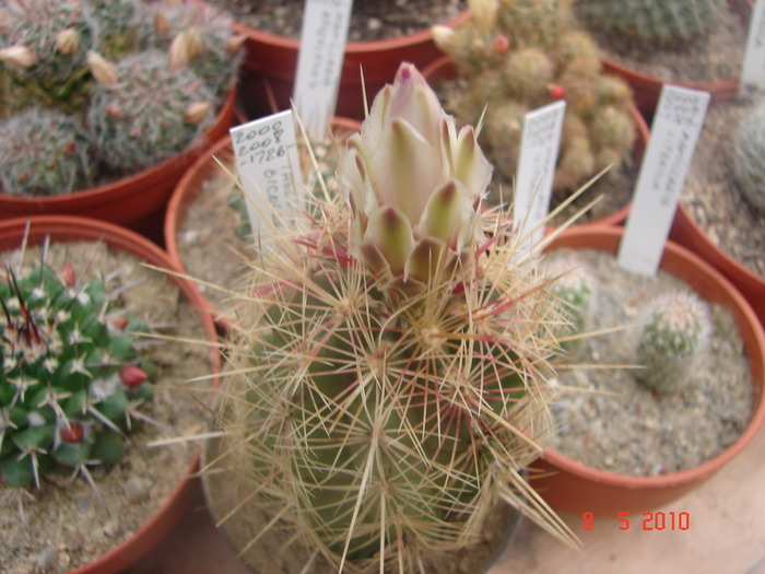DSC08010