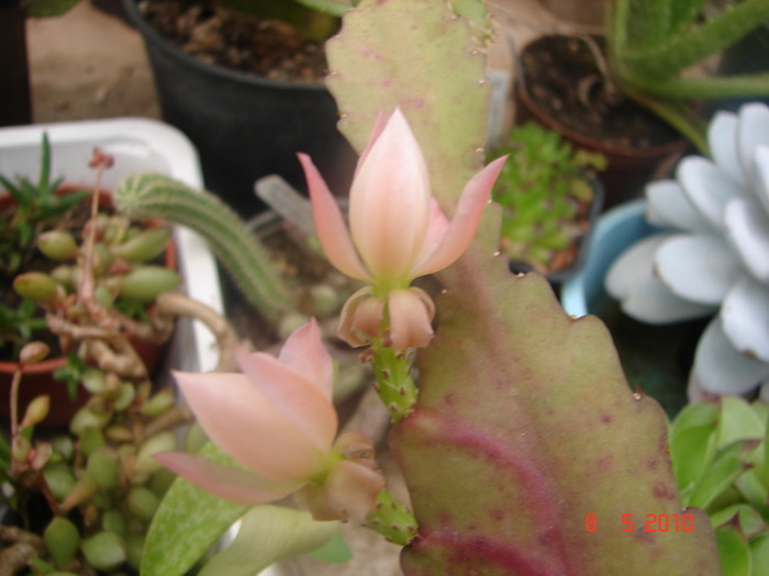 DSC08018