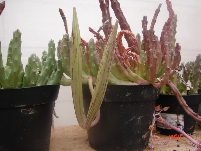 DSC08020