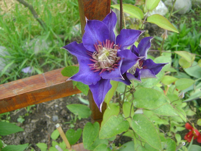 multi blue - clematite 2010