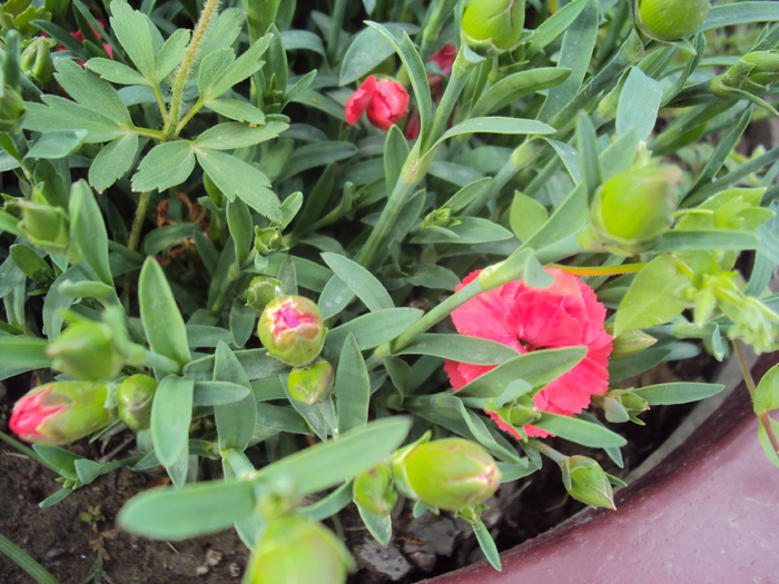DSC01326 - gradina 2010