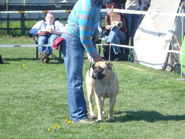 DSC04156 - expozitie de caini satu mare 2010