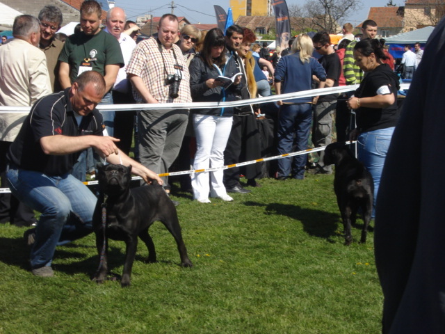 DSC04170 - expozitie de caini satu mare 2010