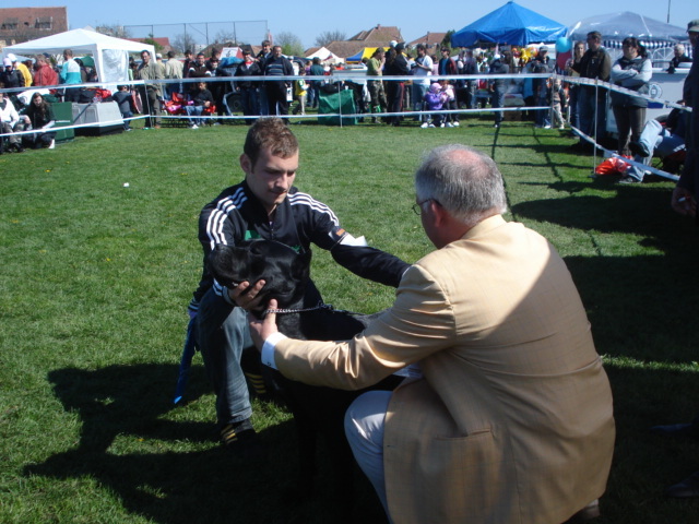 DSC04176 - expozitie de caini satu mare 2010